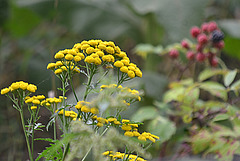 Tanacetum Vulgare (Boerenworm kruid)