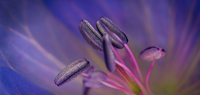Im Zentrum einer Blume sind immer besondere Schönheiten verborgen :)) Special beauties are always hidden at the center of a flower :)) Les plus belles choses se cachent toujours au cœur d'une fleur :)