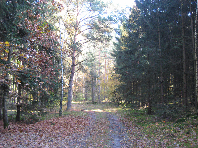 Waldweg Brombachhaus - Horstmühle