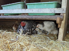 Aggie, her chicks and foster chicks