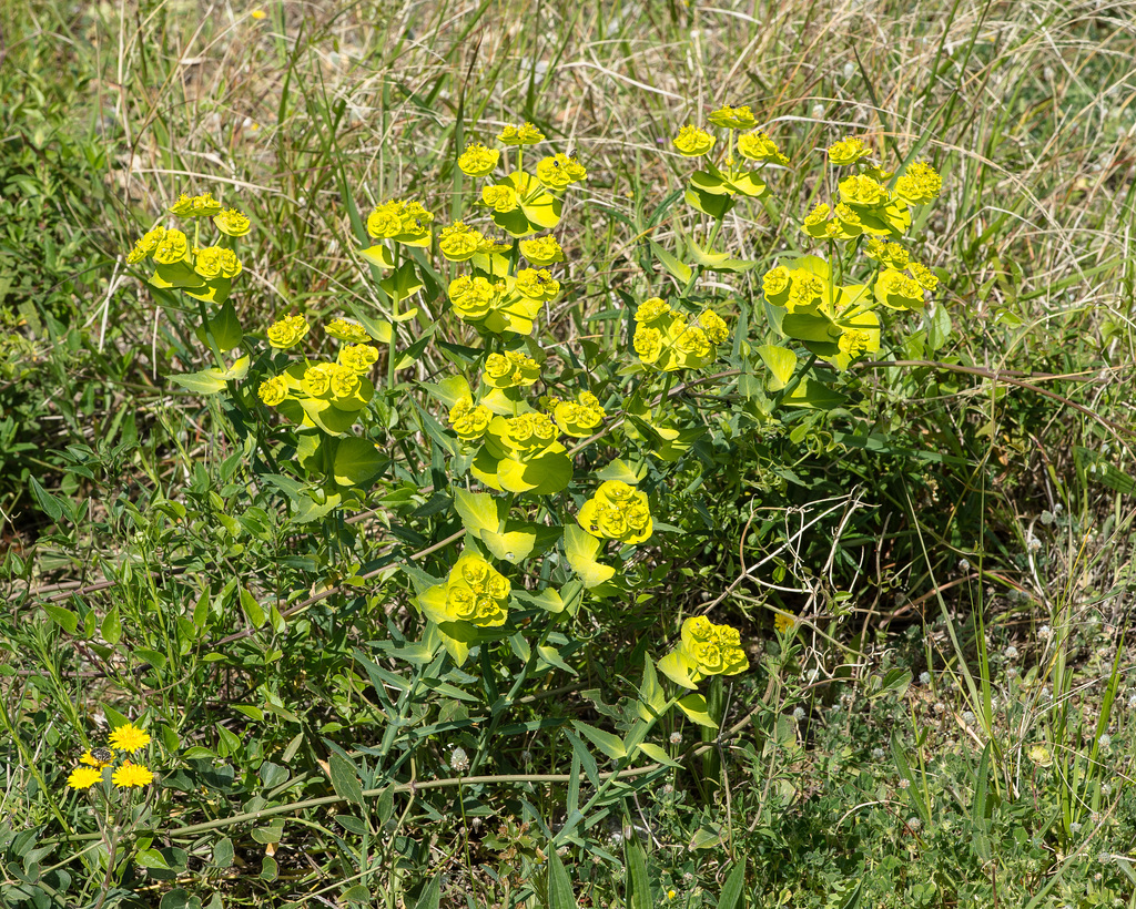 Euphorbia spec. - 2015-04-20--D4 DSC0245