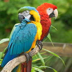 Macaw Parrots at Jurques Zoo