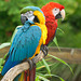Macaw Parrots at Jurques Zoo
