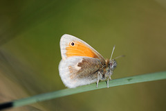 small heath in the dunes