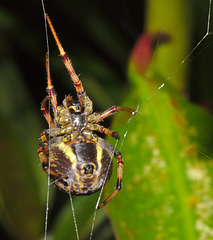 Spider IMG_6656