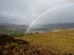 Black Wood, near Laggan