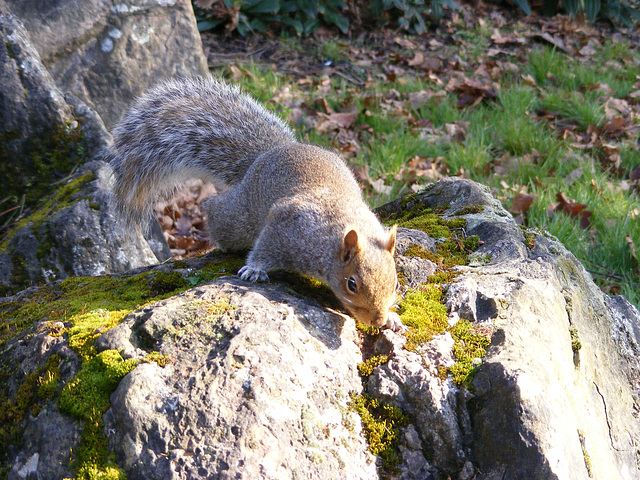 Squirrel on the Rocks 02