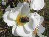 20200521 7599CPw [D~MI] Bibernell-Rose (Rosa spinosissima), Rosenkäfer, Hille
