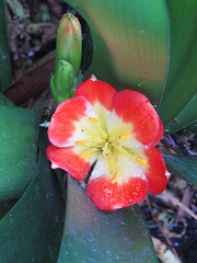 Red flower #1 - Clivia (with resident spider)