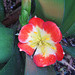 Red flower #1 - Clivia (with resident spider)