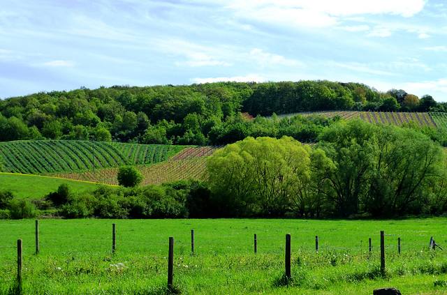 DE - Grafschaft - Landschaft bei Lantershofen