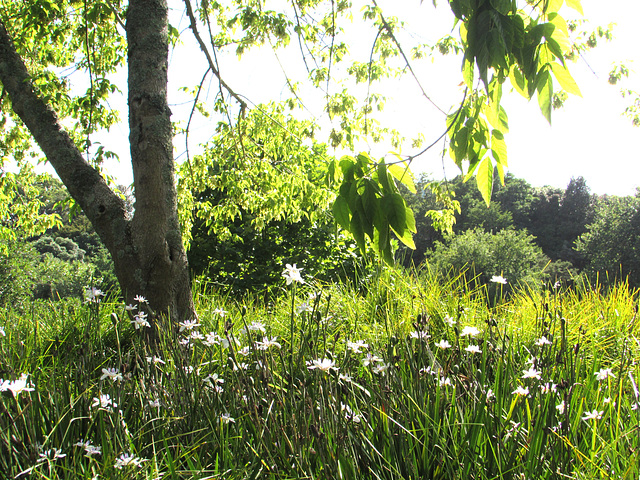 Daisies Under Tree