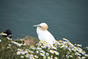 Gannet