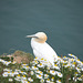 Gannet