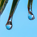 Palm Fronds-DSA 4793