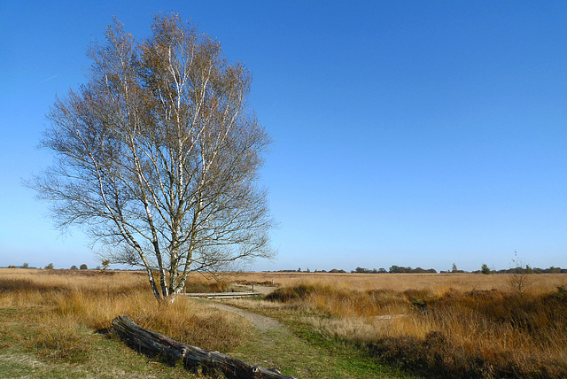 Nederland - Balloërveld