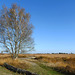 Nederland - Balloërveld