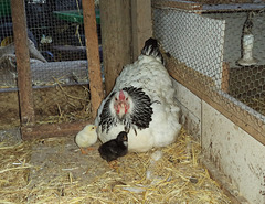new mum with chicks