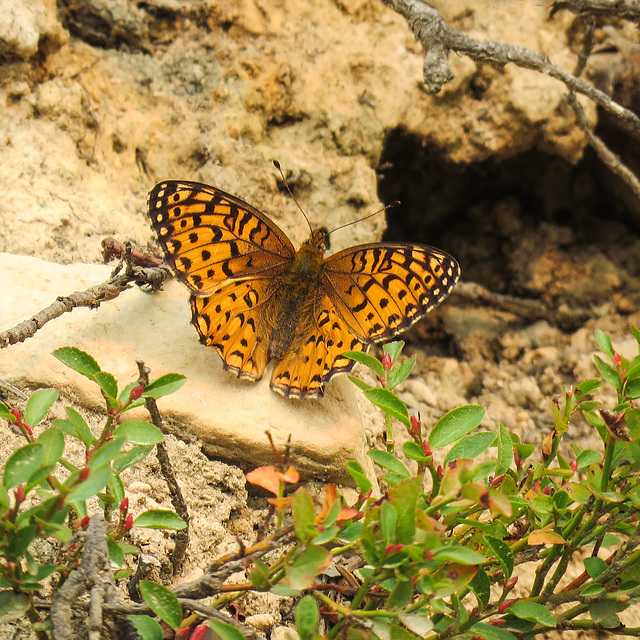 Fritillary butterfly