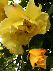 Rose jaune du jardin