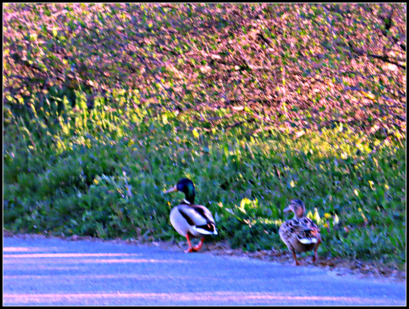 El pato y la pata.