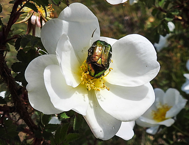 20200521 7600CPw [D~MI] Bibernell-Rose (Rosa spinosissima), Rosenkäfer (Cetonia aurata), Hille