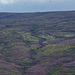 Many Black-headed Gulls over moorland