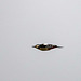 A great spotted woodpecker in flight
