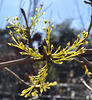 Early Spring, Yarra Valley_18