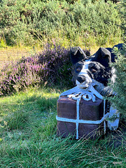 The Bogeney Farm Collie which used to collect the owner's shopping from the train driver and carry it back to the farm. Information on the adjoining panel