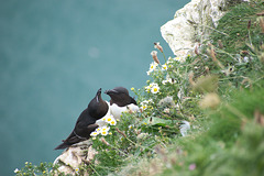 Razorbill's