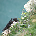 Razorbill's