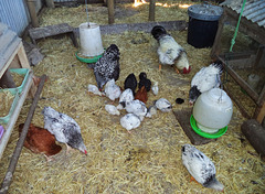 multi-generational chooks