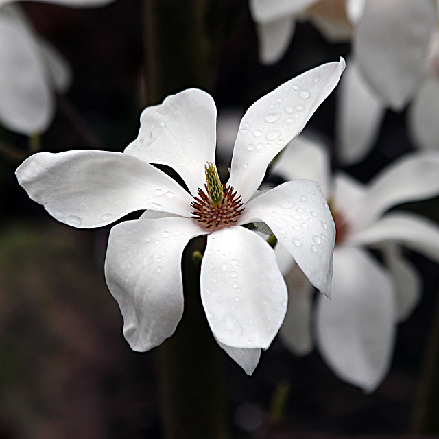 Magnolia