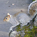 Squirrel on the Rocks 03