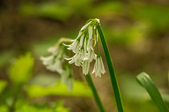 Wild flowers at Burton Mere wetlands