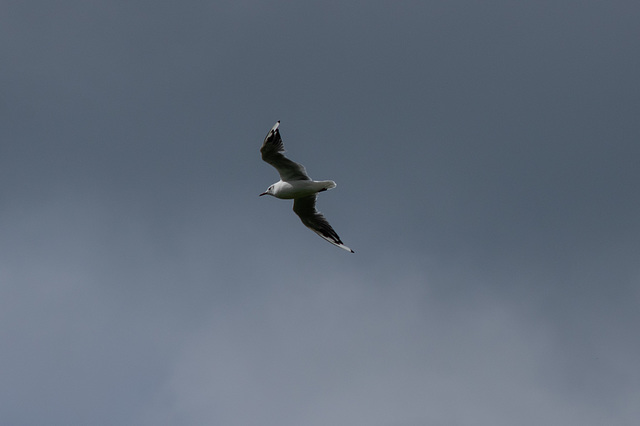 Black-headed Gull