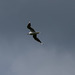 Black-headed Gull