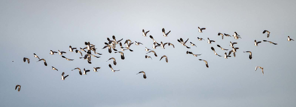 Lapwings in flight