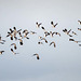 Lapwings in flight