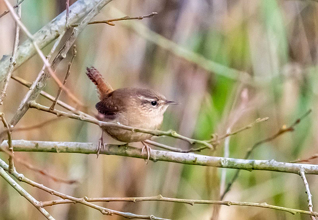 Wren