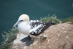 Gannet 3rd Year