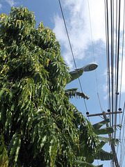 Lampadaire camouflé / Concealed street lamp