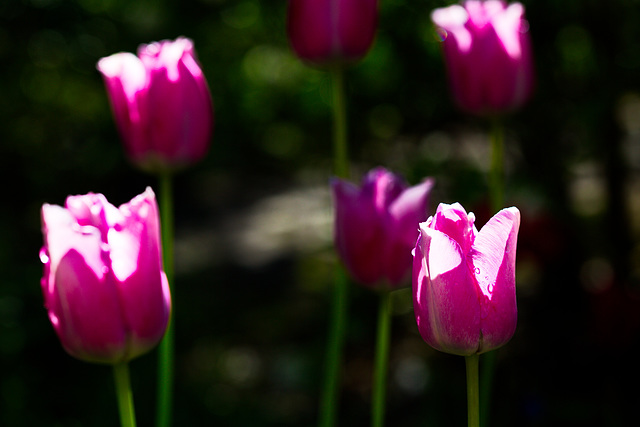 infinite pink