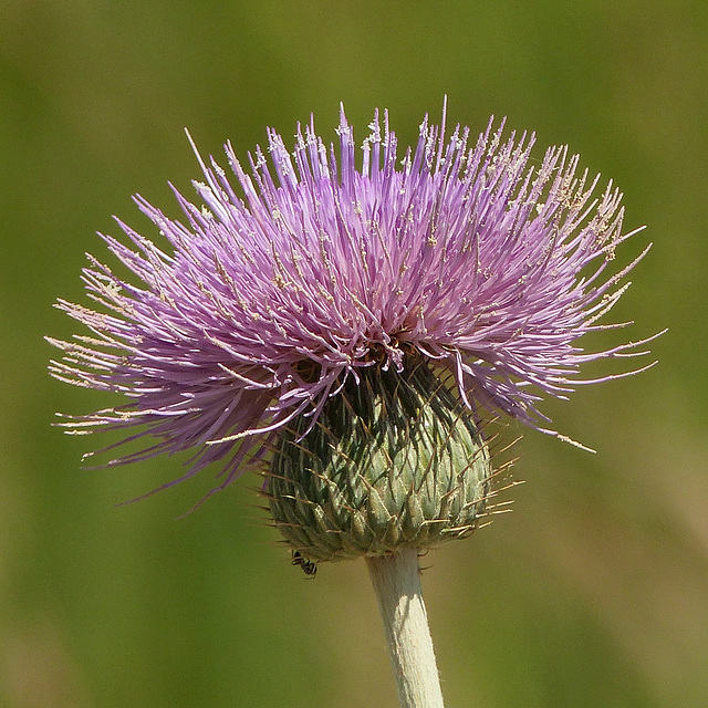 Thistle