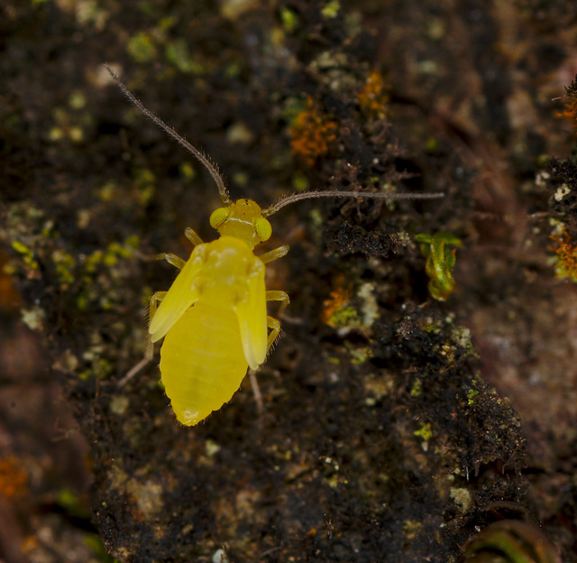 Barkfly IMG_2430