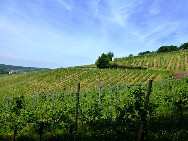 DE - Bad Neuenahr - Hiking through the vineyards
