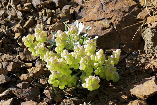 Columbia Bladderpod