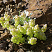 Columbia Bladderpod