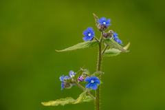 Wildflowers at Burton Mere wetlands2